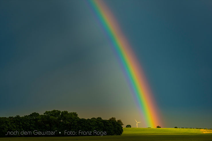 Roge nach dem Gewitter 4639